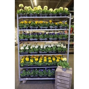 arr8 Prim Elatior Mixk 1 Kleur Per Tray