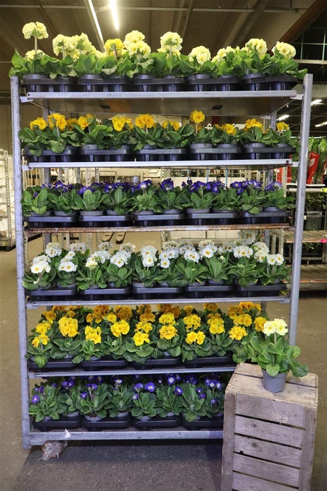 <h4>arr8 Prim Elatior Mixk 1 Kleur Per Tray</h4>