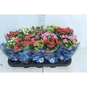 KALANCHOE DOBRADO P11