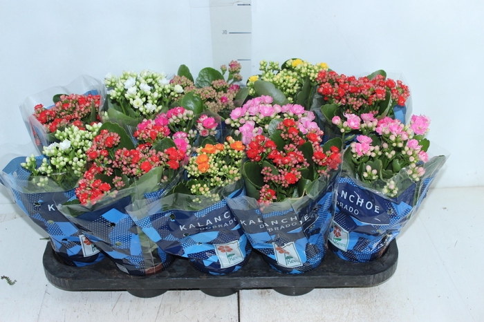 <h4>KALANCHOE DOBRADO P11</h4>
