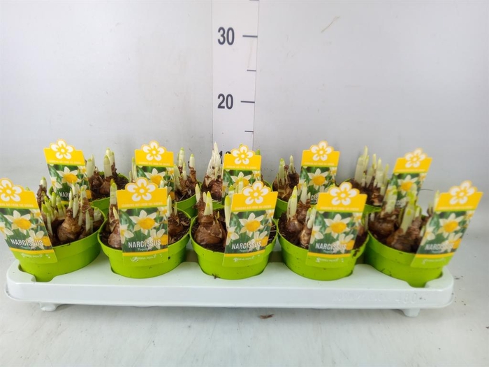 <h4>Narcissus TR 'Topolino'</h4>