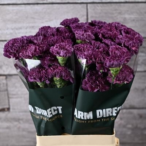 Dianthus ST 'Cobalt Thrill'