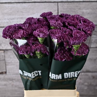 <h4>Dianthus ST 'Cobalt Thrill'</h4>