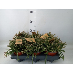 Rhipsalis baccifera subsp. horrida