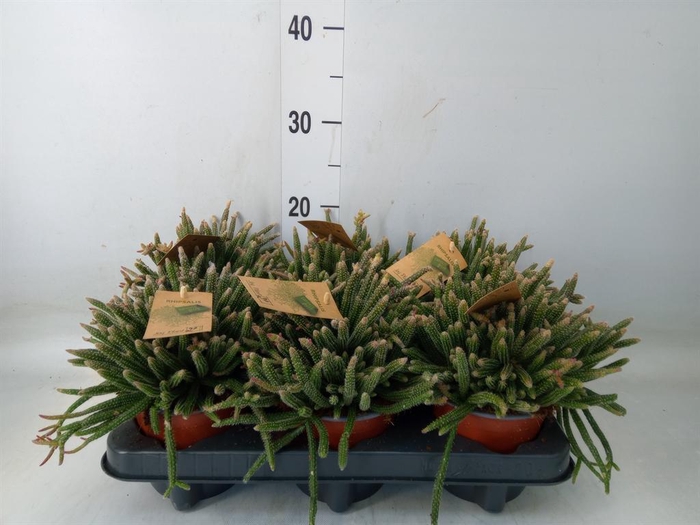 <h4>Rhipsalis baccifera subsp. horrida</h4>