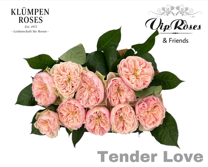 R GR TENDER LOVE