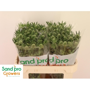 ERYN MAG WHIT LAGOON