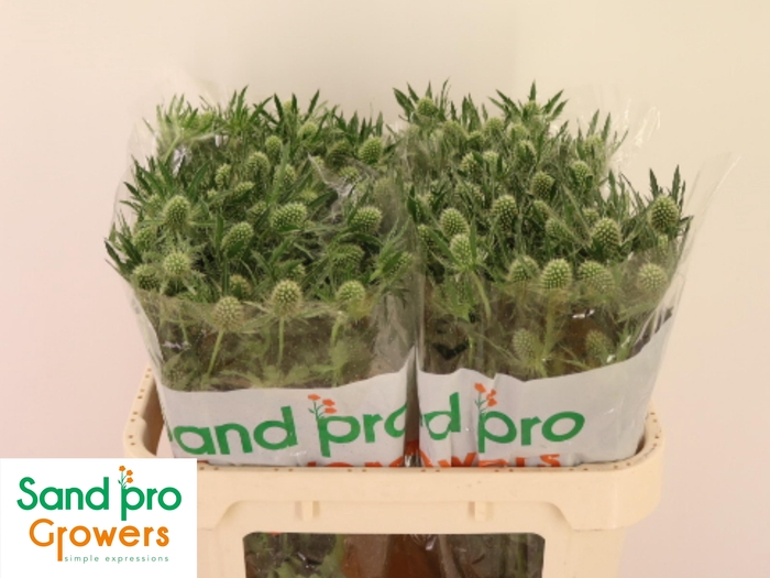 <h4>ERYN MAG WHIT LAGOON</h4>