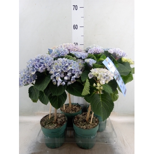 Hydrangea mac. 'Magical Revolution'