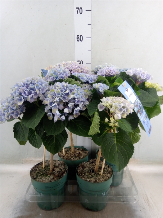 <h4>Hydrangea mac. 'Magical Revolution'</h4>