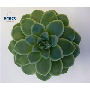 Echeveria Albicans Cutflower