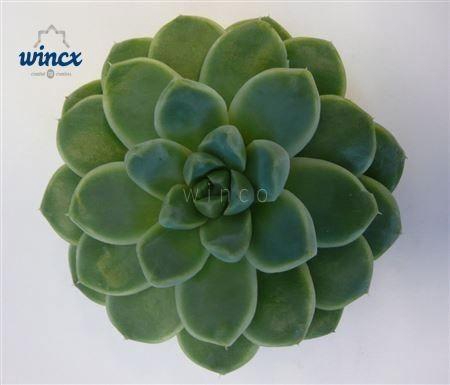 <h4>Echeveria Albicans Cutflower</h4>
