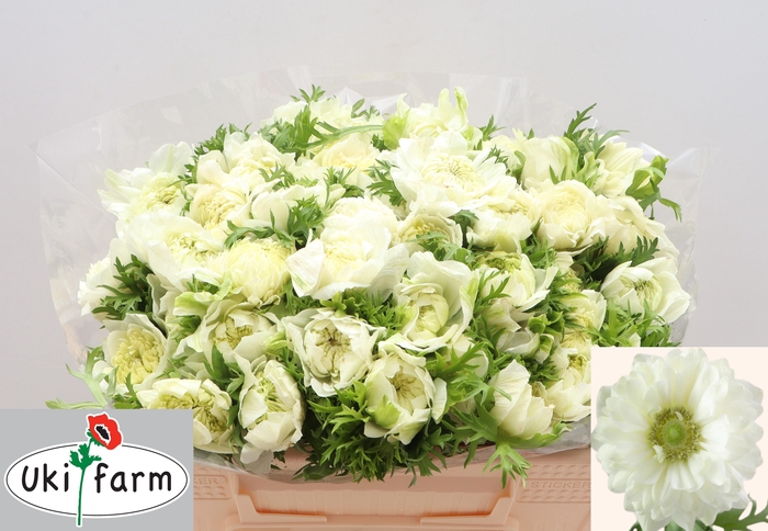 <h4>ANEM CO LEV BIANCO</h4>