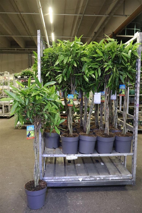 <h4>Fic Bin Amstel King</h4>