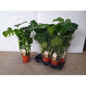 MONSTERA DELICIOSA