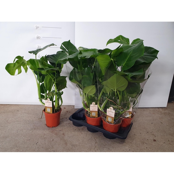 <h4>MONSTERA DELICIOSA</h4>
