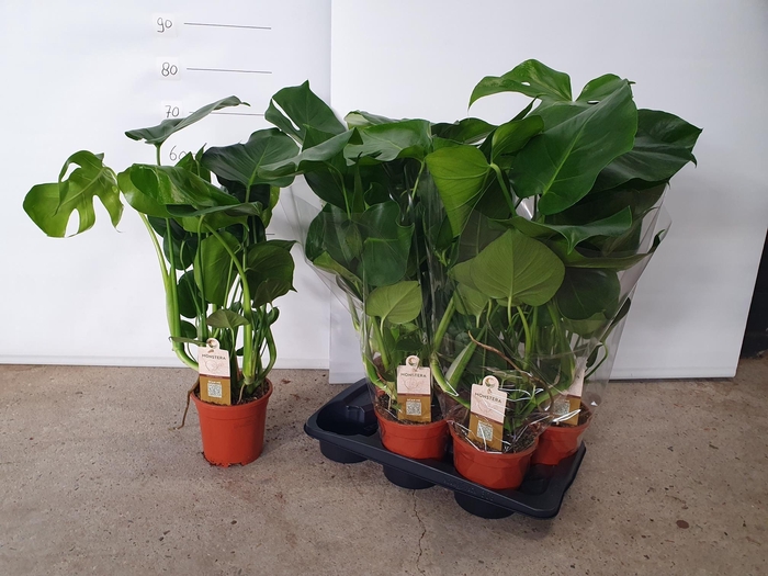 MONSTERA DELICIOSA