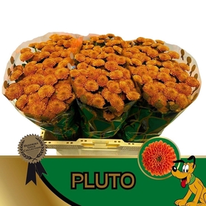 CHR SAN PLUTO CHR S PLUTO
