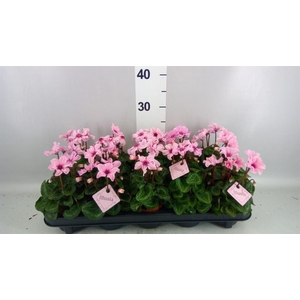 Cyclamen KL 'Illusia'