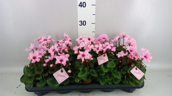 <h4>Cyclamen KL 'Illusia'</h4>