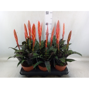 Vriesea  'Era'