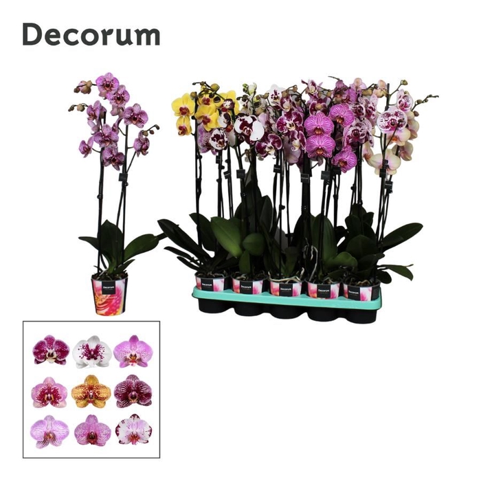 <h4>Phalaenopsis 2 tak Decorum Taiwan mix</h4>