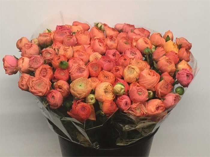 <h4>Ran El Salmon Super</h4>