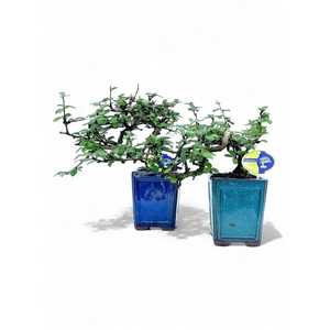 Carmona macrophylla, 12cm., cascade, without drip tray