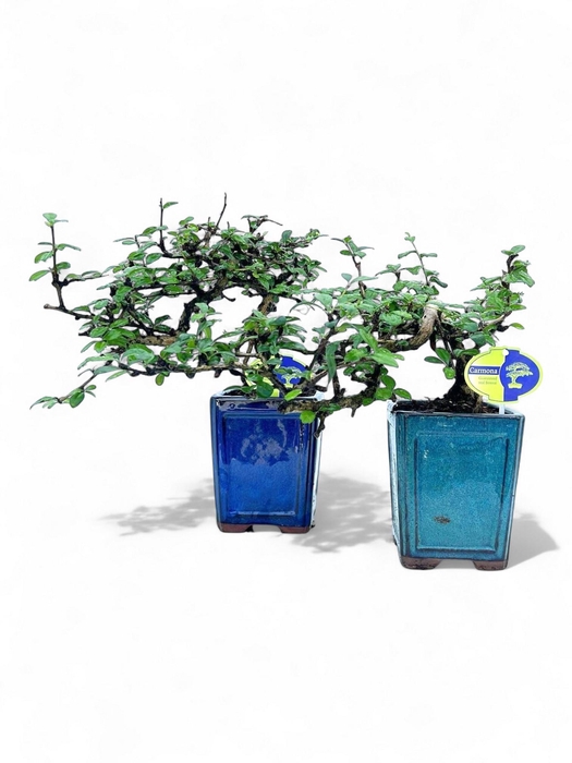 <h4>Carmona macrophylla, 12cm., cascade, without drip tray</h4>