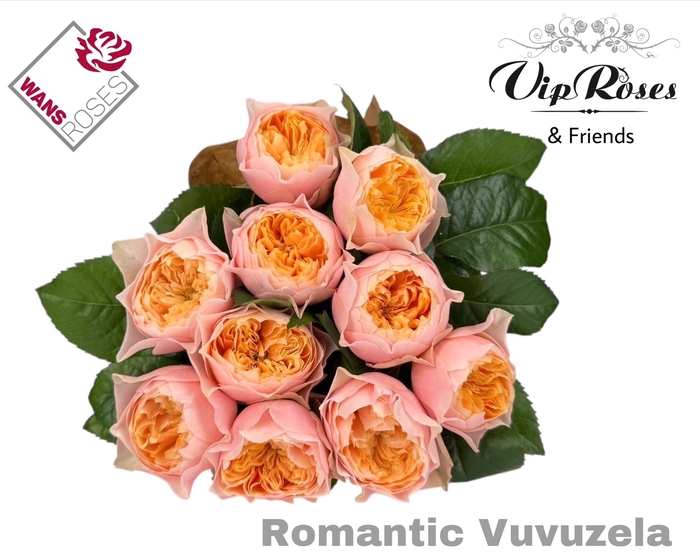 R GR ROMANT VUVUZELA