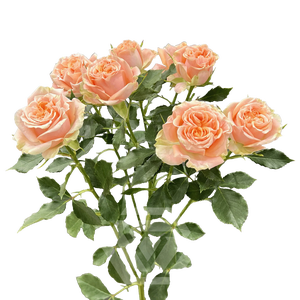 R TR FIBONACCI AUREUS Tessa