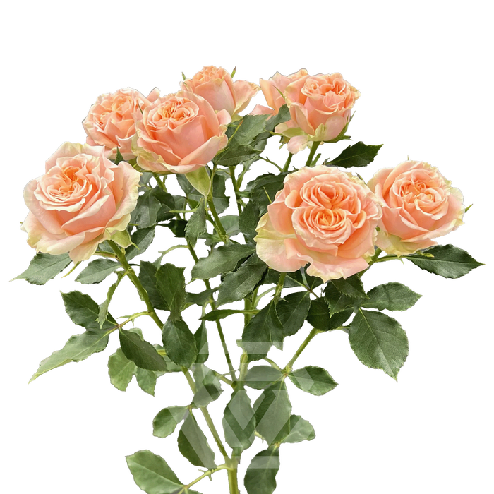 <h4>R TR FIBONACCI AURENS Tessa</h4>