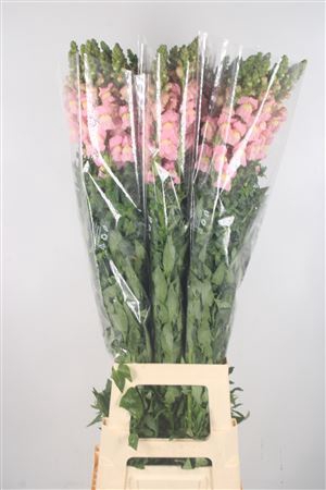 <h4>Antirrhinum It. Appleblossom Potomac Ex</h4>