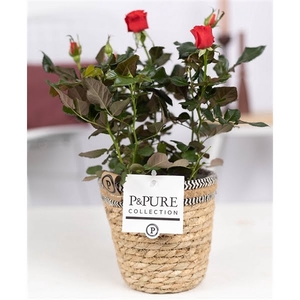 Rosa red in P&PURE Basket 6