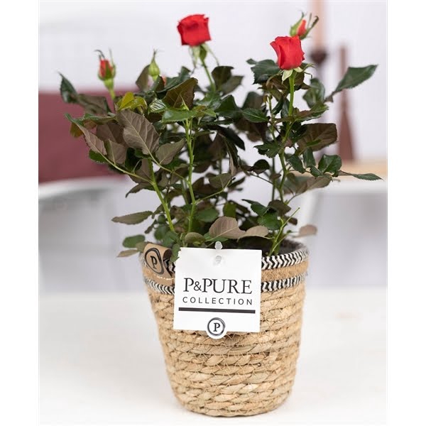 <h4>Rosa red in P&PURE Basket 6</h4>