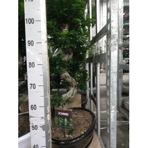 Ficus microcarpa 'Ginseng'