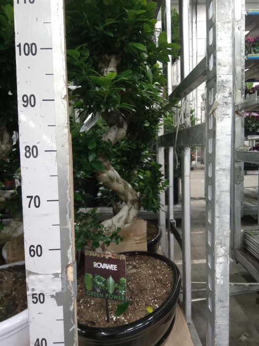 <h4>Ficus microcarpa 'Ginseng'</h4>