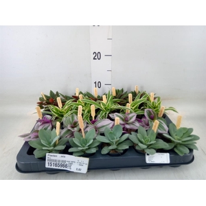 Planten  ..mix