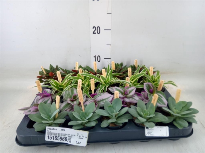 <h4>Planten  ..mix</h4>