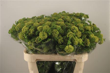 <h4>Viburnum Roseum St</h4>