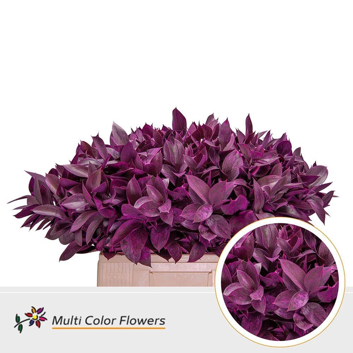 <h4>Ruscus   ...colored H%</h4>