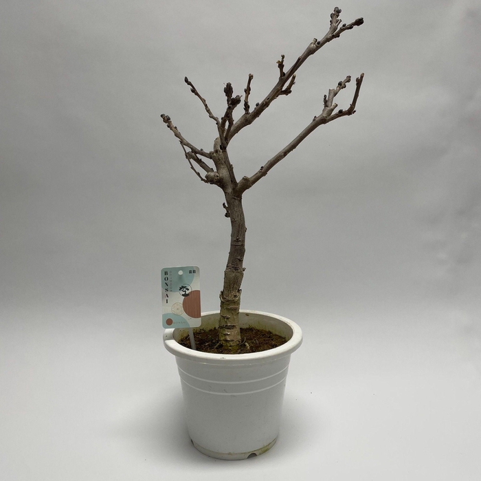 <h4>Wisteria Bonsai 20 cm (herkomst: Japan)</h4>