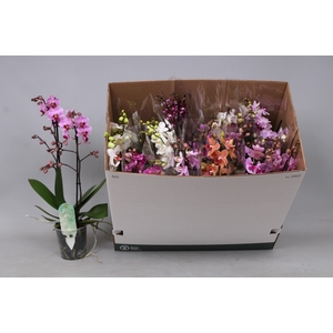 PHAL MF GEM 8 KL