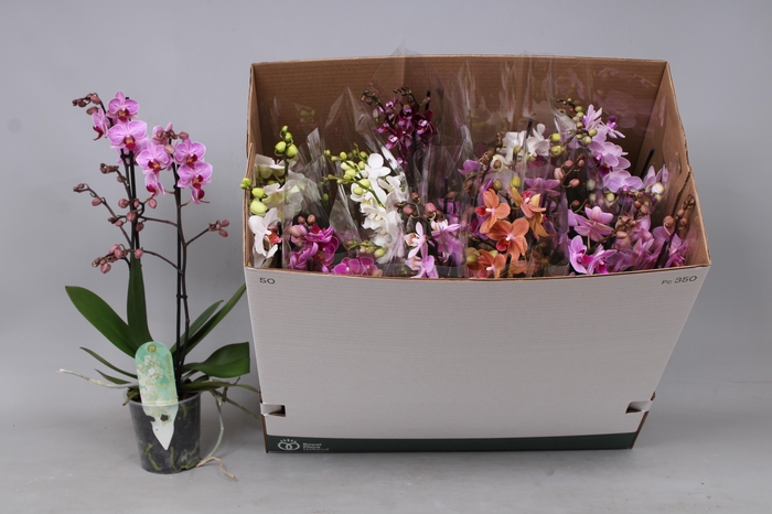 <h4>PHAL MF GEM 8 KL</h4>