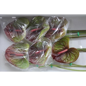 Anth A Absolute X 12