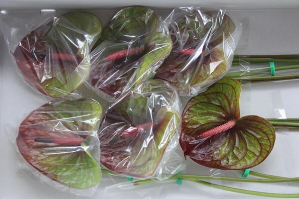 <h4>Anth A Absolute X 12</h4>