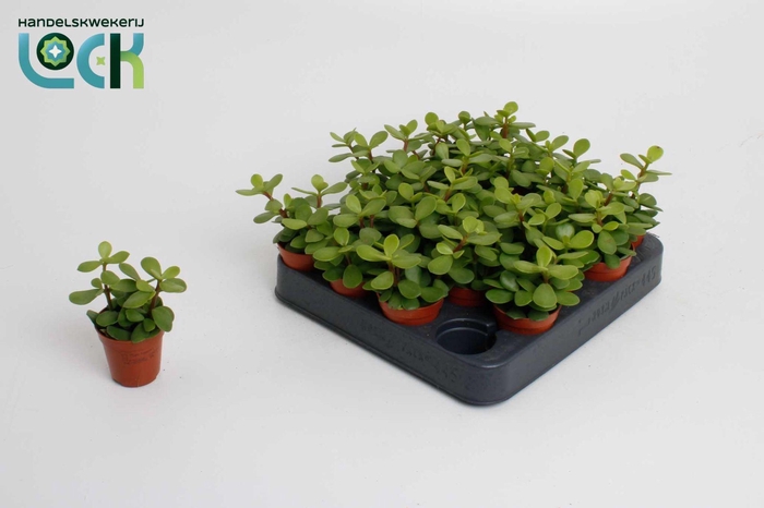 <h4>Portulacaria Afra</h4>