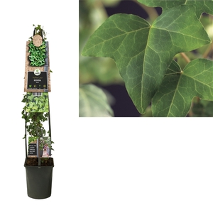 Hedera helix +3.0 label