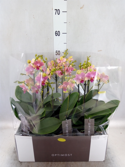 <h4>Phalaenopsis multi. 'FC SummerSong'</h4>