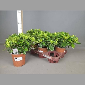GARDENIA JASMINOIDES